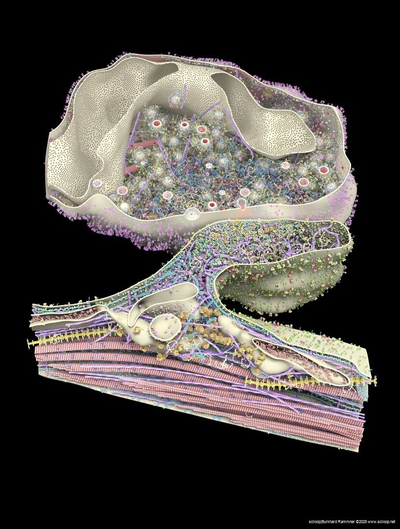 Full Synapse 1