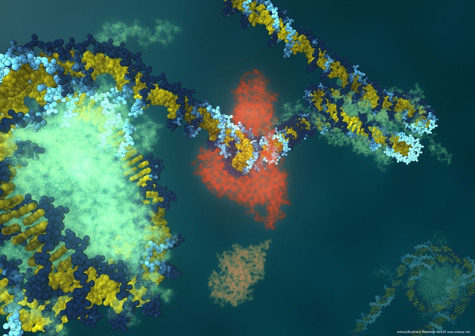 Histone DNA