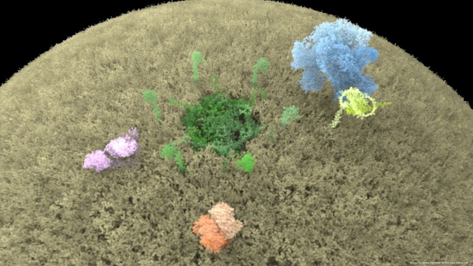 Peroxisome Proteins 1