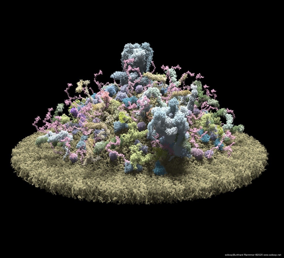 Vesicle Formation 1
