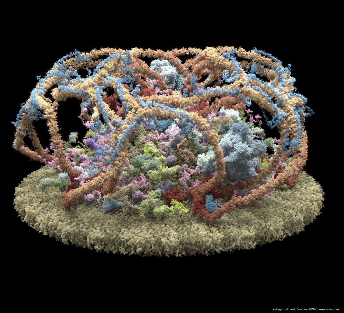 Vesicle Formation 2