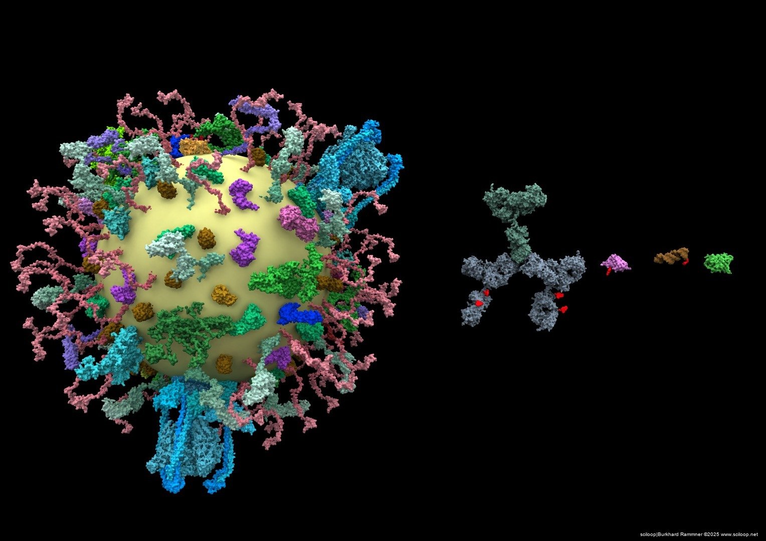 Aptamer