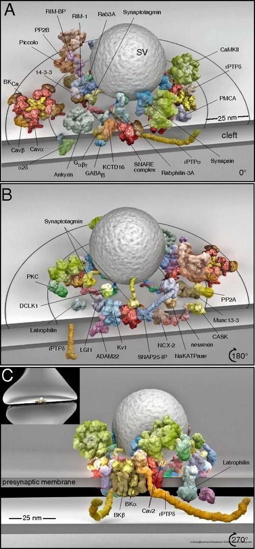 Cav Nanoenvironment