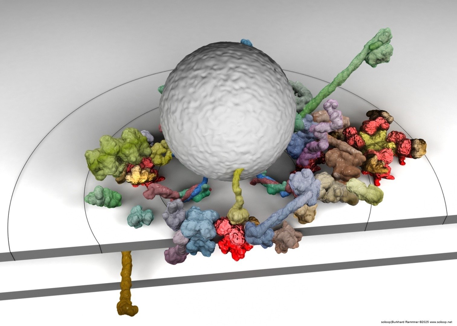 Cav Nanoenvironment 180 Degrees