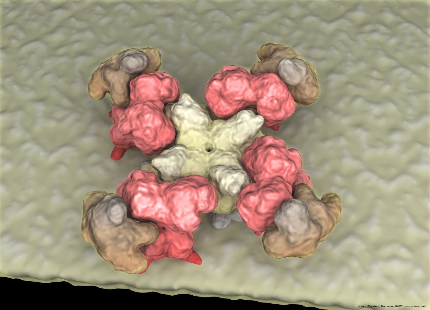 BK Cav Cluster