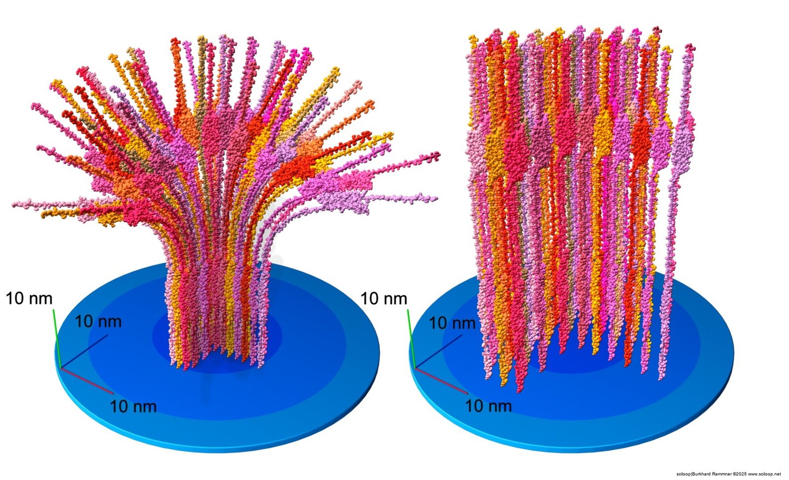 Syntaxin Cluster